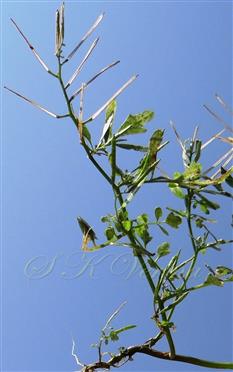  Plant with dehisced furits
